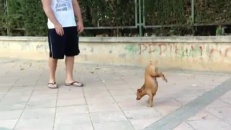 Chien de cirque!