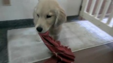 Ne me séparez pas de mon foulard