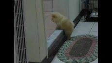 Un chiot qui a hâte de grandir!