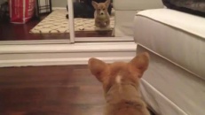 Un chiot a peur de son reflet dans le miroir