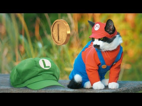 Super Mario chat