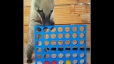 Un jeu de Puissance 4 pattes!