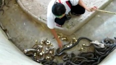 Un homme entouré de cobras