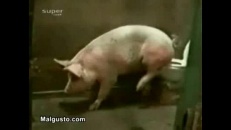Cochon propre