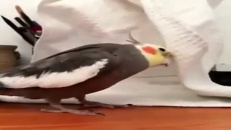 Reconnaissez-vous la chanson sifflée par cet oiseau? 