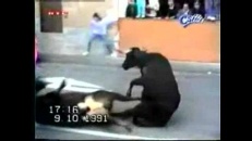 Collision entre 2 taureaux