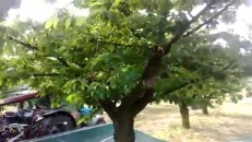 Cueillette de cerises 101