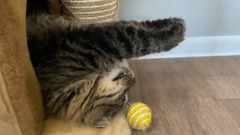 Une drôle de position pour dormir...