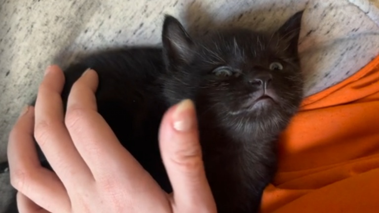 Comment endormir un chat facilement