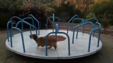 Un corgi s'amuse comme un fou sur un carrousel!