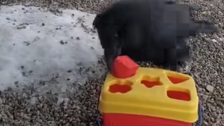Comme un jeu d'enfant, mon Ti-Pitte!