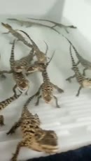 Crocodiles, ou armement futuriste? 