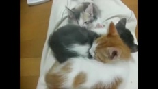 Un chaton qui a trouvé une excellente cachette!
