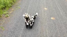 Une maman moufette et ses 4 petits encerclent un cycliste