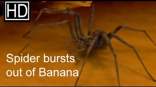 Une araignée prisonnière d'une banane
