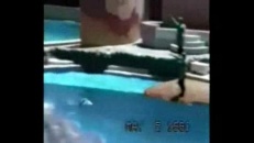 Dauphin qui frappe une mouette