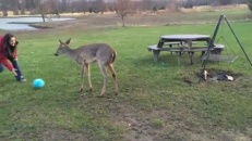 Un chevreuil débordant de joie!