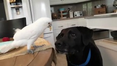 Croyez-le ou non, ce perroquet nourrit un chien! 