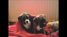 Chiens vraiment fatigués!