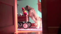 Deux chiens s'amusent comme des enfants 
