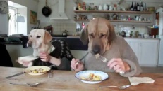 Deux chiens qui mangent comme des humains
