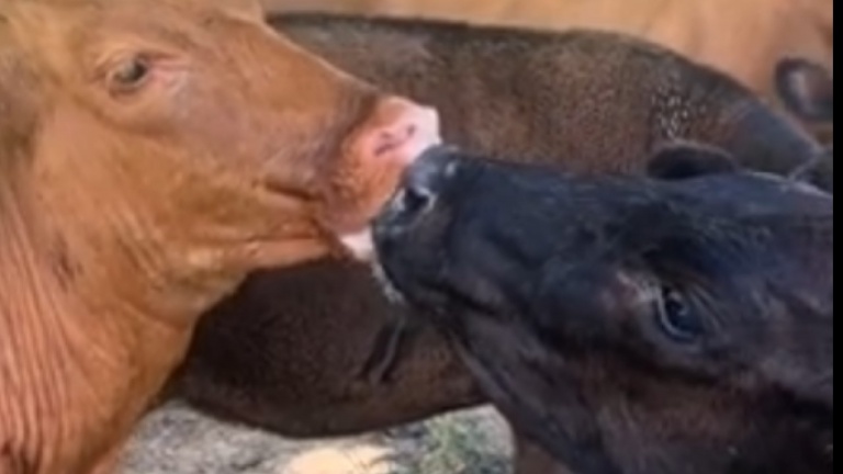 Avez-vous déjà vu deux vaches qui s'embrassent?