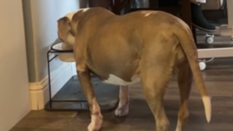 Difficile de faire une vidéoconférence avec le chien qui fait du bruit