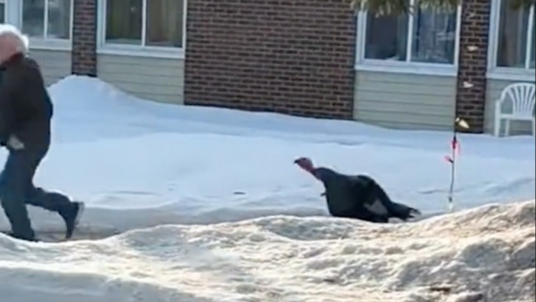 Une dinde noire terrorise Louiseville