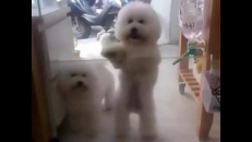 Les bichons qui dansent le disco