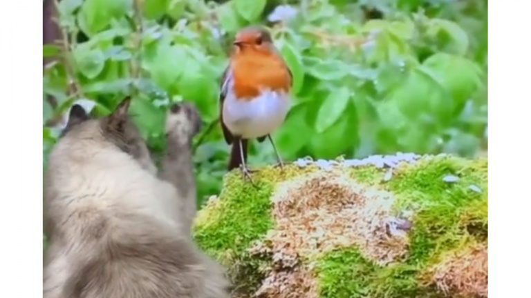 Un documentaire animalier très engageant 