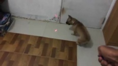 Une bonne façon de faire bouger votre chien!