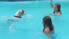 Ce chien reproduit les mouvements des enfants dans la piscine