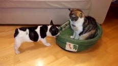 Un chat tient mordicus à occuper le lit d'un chien!