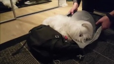 Ce chien refuse de laisser son maître partir!