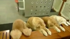 Des chiens vraiment bien élevés!