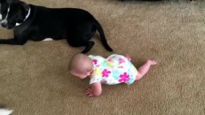 Deux chiens apprennent à un bébé à ramper
