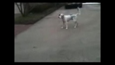 Un chien tragédien feint la mort!