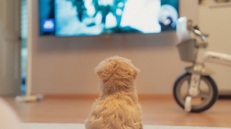 Un filtre et une émission de télévision adaptés à la vision de votre chien