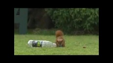 Écureuil qui joue au soccer