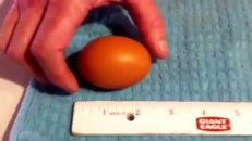 Un œuf gigantesque cache une surprise