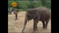 Un éléphant sportif
