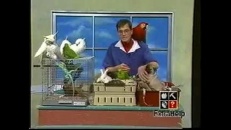 Des animaux sèment le trouble dans une émission de télé!