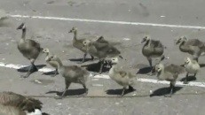 Plus d'oiseaux, plus de pain?