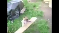 Un chien qui se lance la balle lui-même!