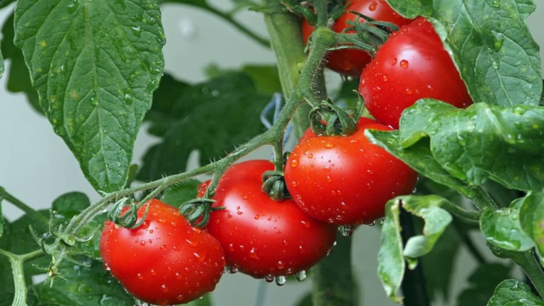 Comment entretenir les tomates de votre jardin au niveau de la taille, engrais et arrosage