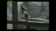 Panda en fuite