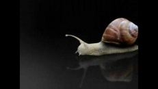 Escargot sur le grill
