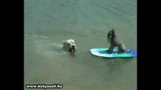 Un été de chien