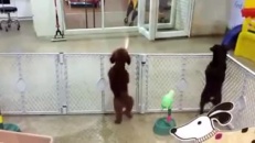 Petite danse de joie!