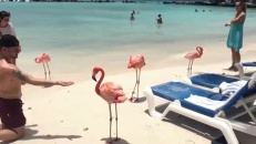 Une plage remplie de flamants roses 